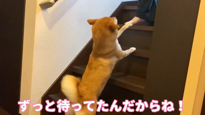 パパさんが来たら、しっぽをフリフリ♪
