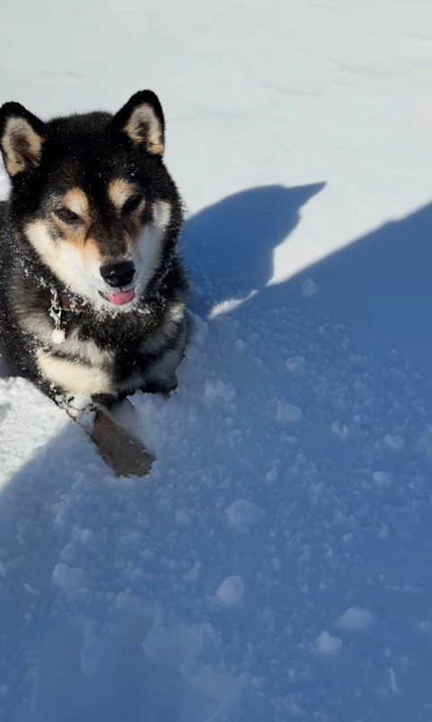 ももちゃんの雪遊び7