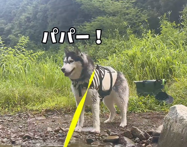 川辺から川に浮かんでいる男性を見つめるハスキー犬