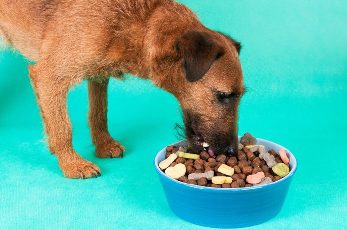 ドッグフードを食べる犬