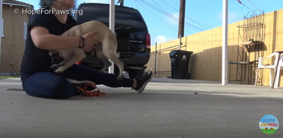 すくい上げられた犬