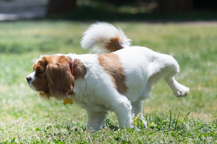 草むらにマーキングする犬