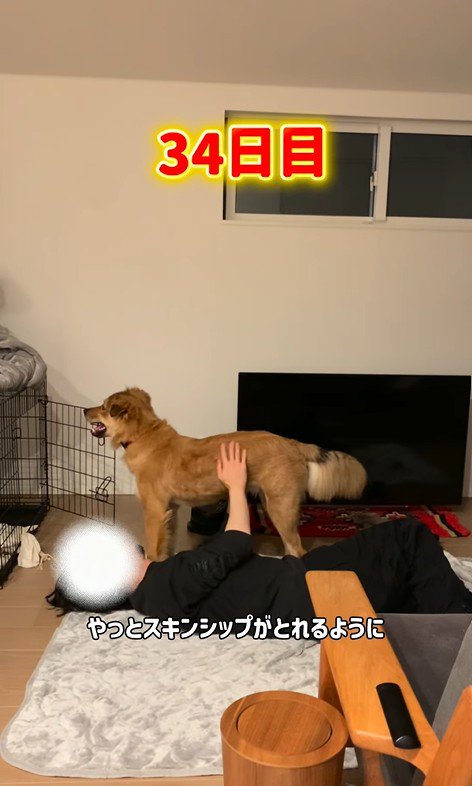 撫でさせてくれるようになりました!