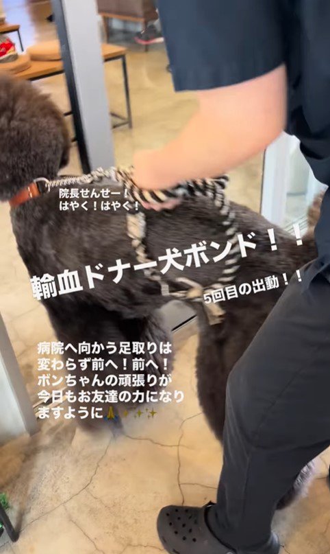 輸血ドナー犬として出動するボンドくん7