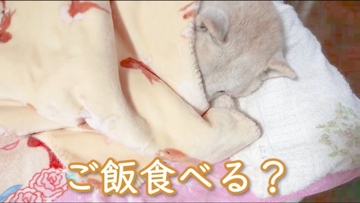 布団で眠る犬に声をかける女性