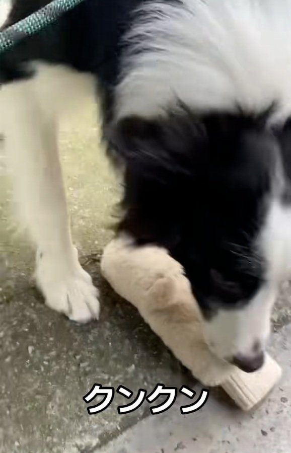 匂いを嗅ぐワンコ1