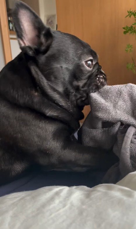 タオルで遊ぶジェットくん2