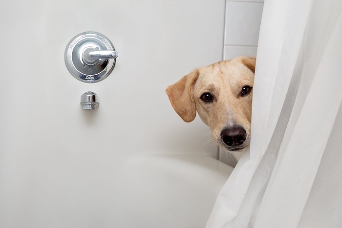 カーテンの後ろから覗く犬