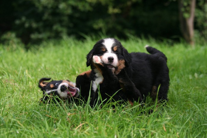 じゃれ合う子犬たち