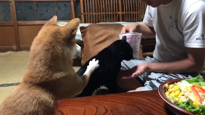 ももちゃんが天くんの背中にお手!