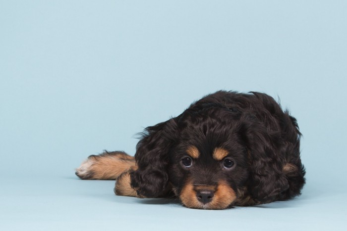床に伏せているキャバプーの子犬