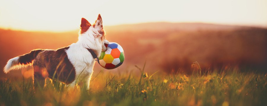 夕方に外で遊ぶ犬