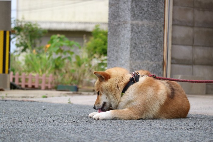 自分の手を舐める柴犬