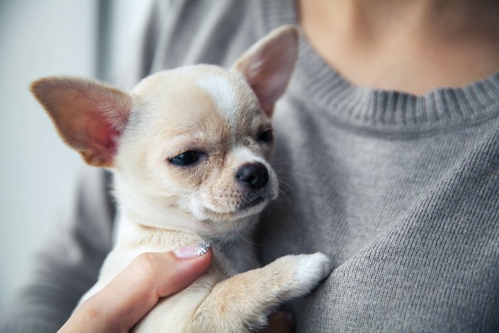 抱かれているチワワの子犬