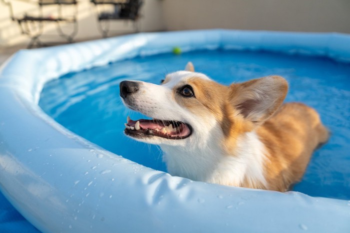 気持ちよさそうにプールにつかるコーギー