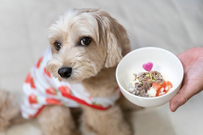 ご飯を待つ小型犬