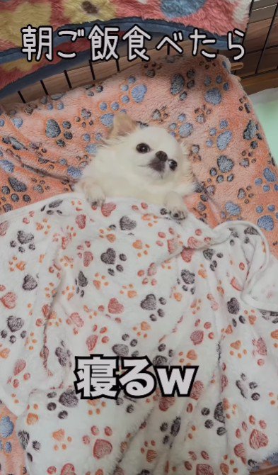 人間のように寝る