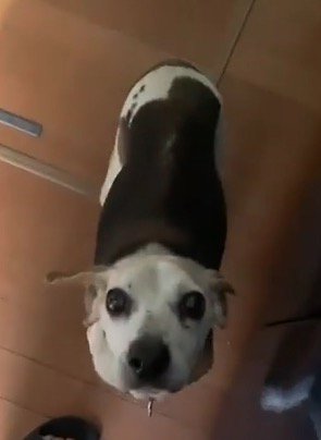 飼い主を見上げる犬
