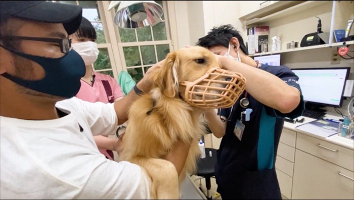 獣医に耳の中をチェックされる犬