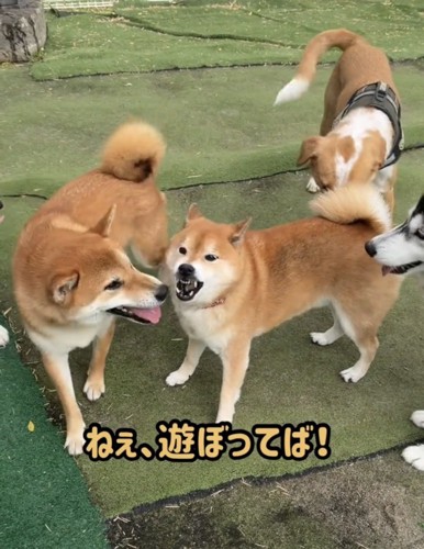 並んだ犬たちを見つめる柴犬