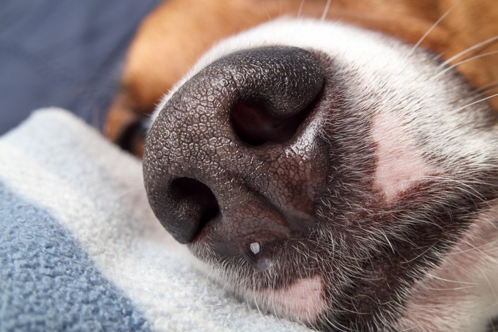 犬の鼻のアップ