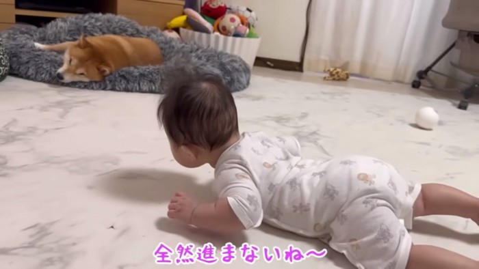 前に進まないほのちゃん