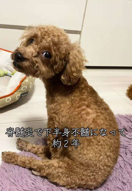 脊髄炎を発症したぐりちゃん