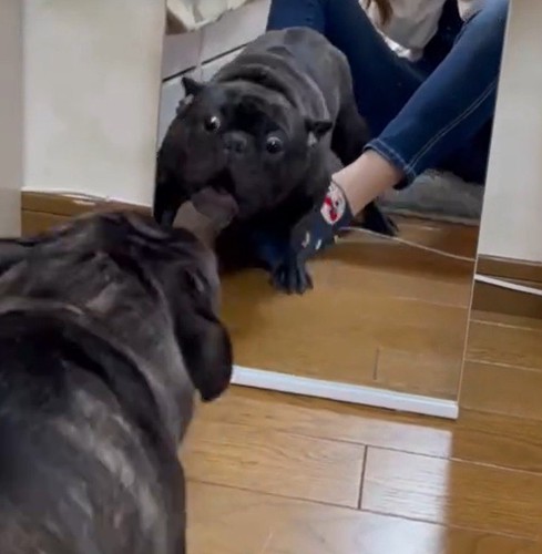 鏡で自分の姿を見た秀吉くん6