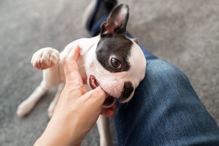 手を甘噛みする犬