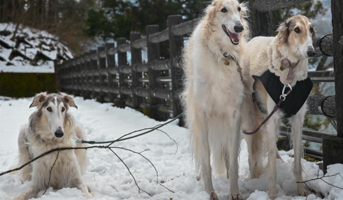 「並ぶのはイヤ」