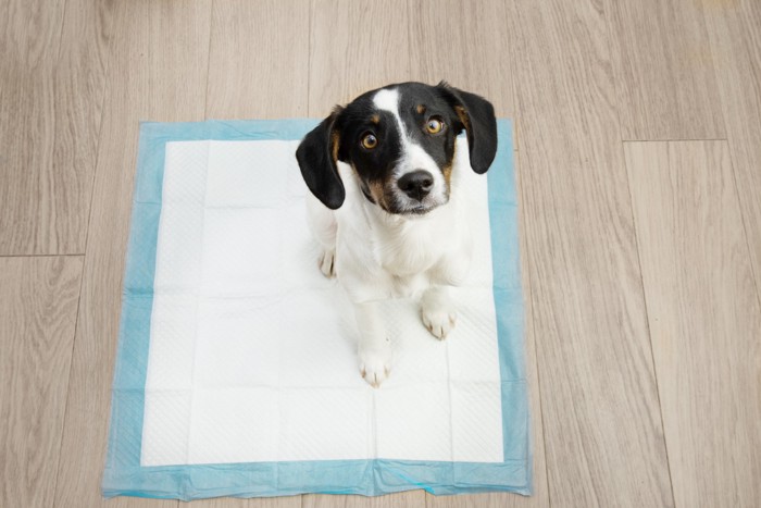 ペットシーツの上に座って上を見上げる犬