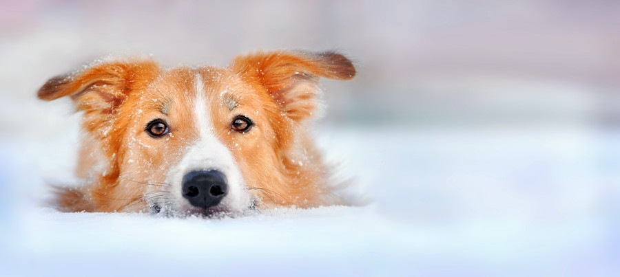 雪の上に寝そべる犬