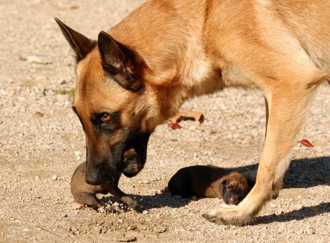 子犬を咥える犬