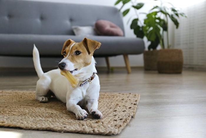 骨の形のおやつを咥えている犬