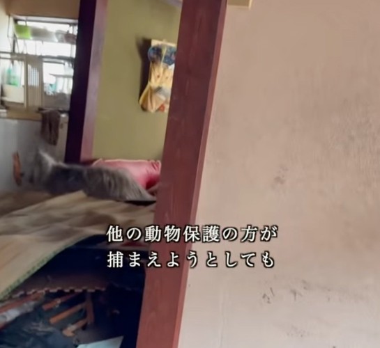 家の中を歩き回る犬
