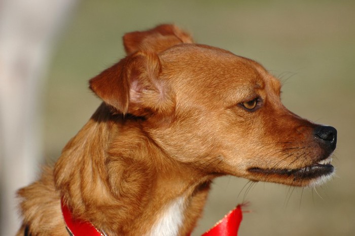 不機嫌そうな顔でそっぽを向く犬