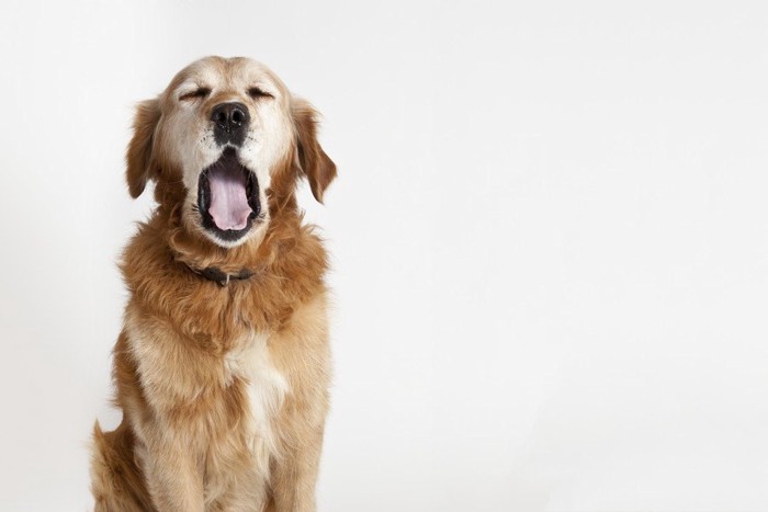 目を閉じて、あくびをする犬