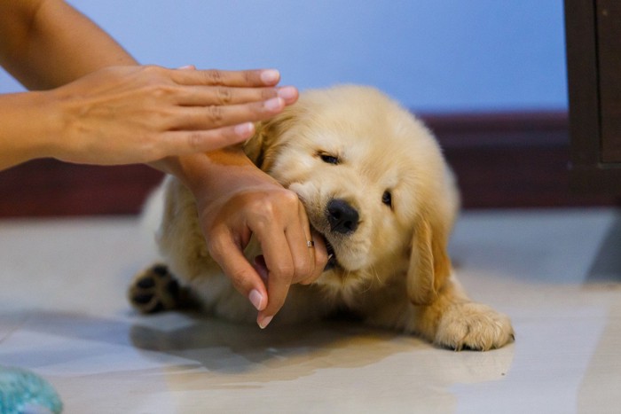 人の手を噛む子犬