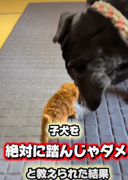 小さなパピーがやってきた