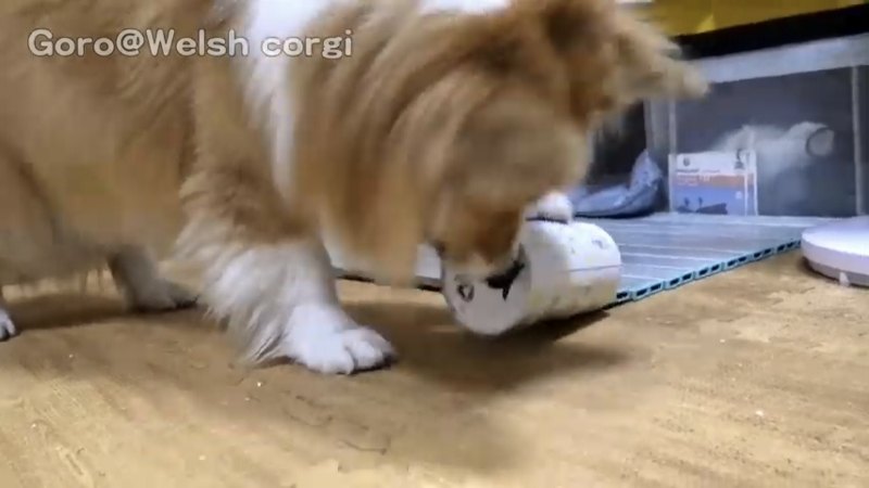 箱を転がす犬