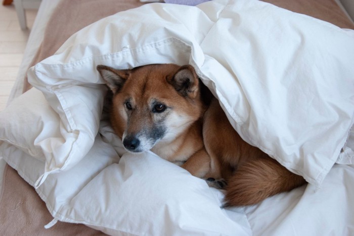 布団に入っている柴犬