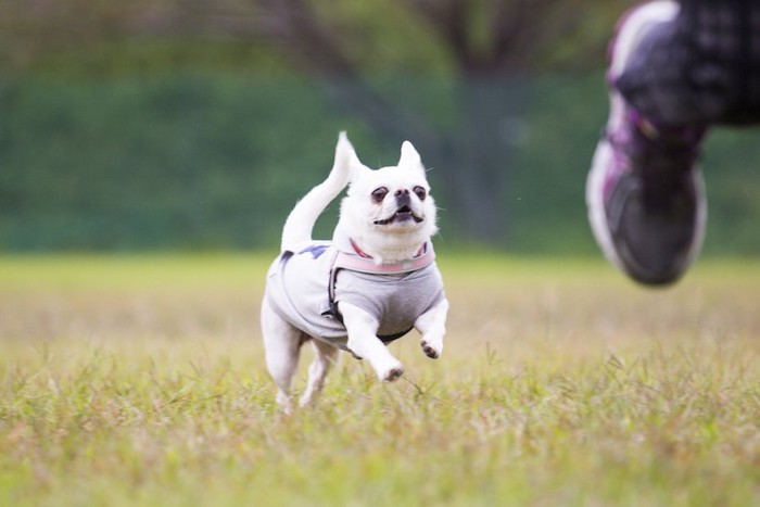 飼い主を追いかけて走る犬