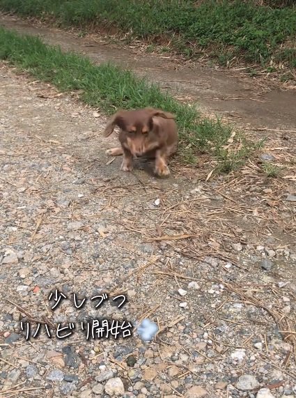 リハビリを開始したワンコ