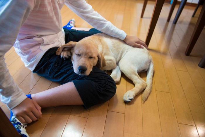 足元で目を閉じて甘える犬