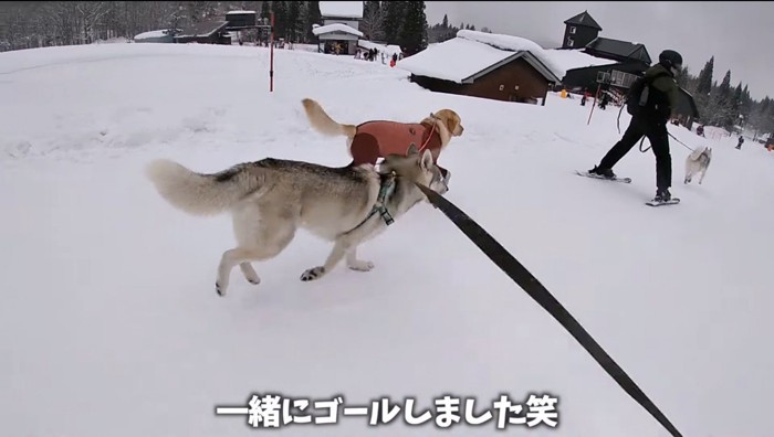 雪道を駆け下りるハスキー犬と大型犬