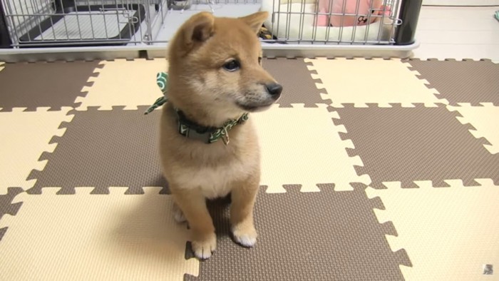 お座りする柴犬