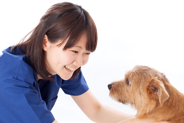 ファイル番号:  58019341 犬に話しかけている医師