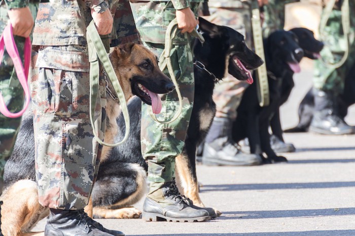 横一列に並んでいる兵士と犬たち