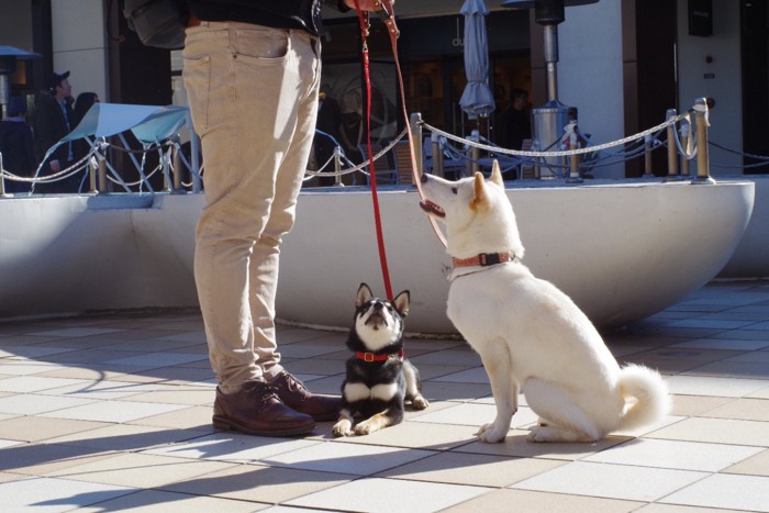 飼い主さんの前でおすわりと、ふせをしている二匹の犬