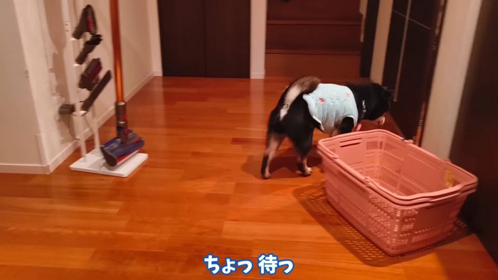 飼い主さんを置いて部屋へ…!
